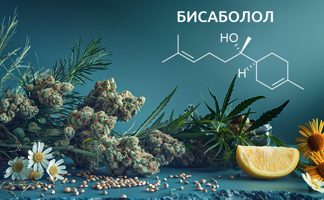 Бисаболол – терпен из ромашки с терапевтическими свойствами