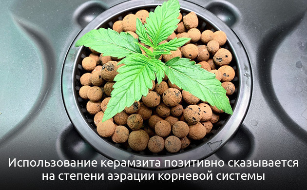 Керамзит: популярный субстрат Преимущества керамзита