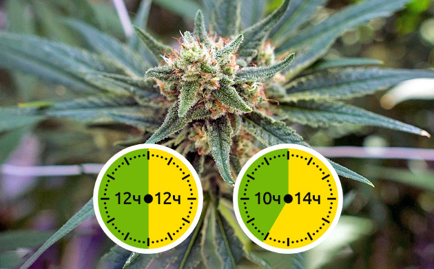 Перевод растений в цветение режимами 12/12 и 10/14