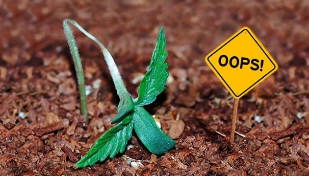 Ошибки при выращивании конопли