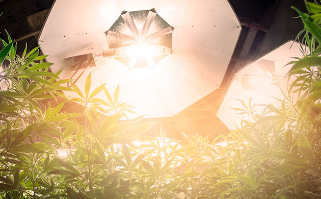 Влияние стрессов на развитие конопли Освещение конопли в гроубоксе