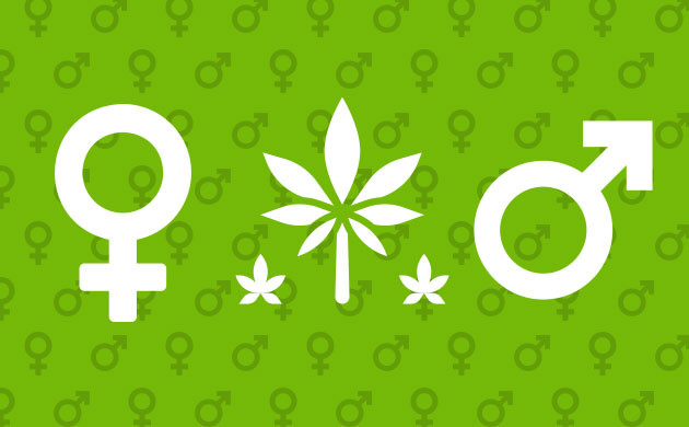 Пол человека и конопля
