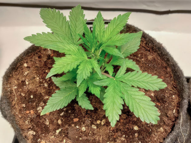 3 неделя роста каннабиса