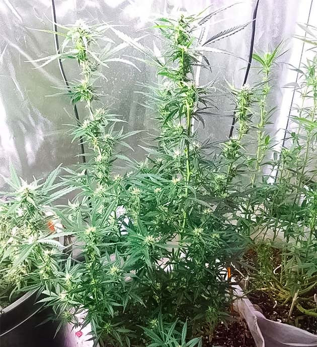 13 неделя роста конопли Куст конопли ростом 75 - 77 см