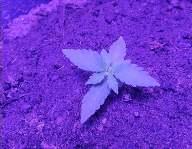 Развитие второго этажа листьев