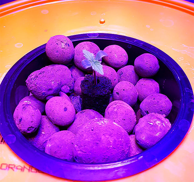 Как развивается Northern Lights на старте?