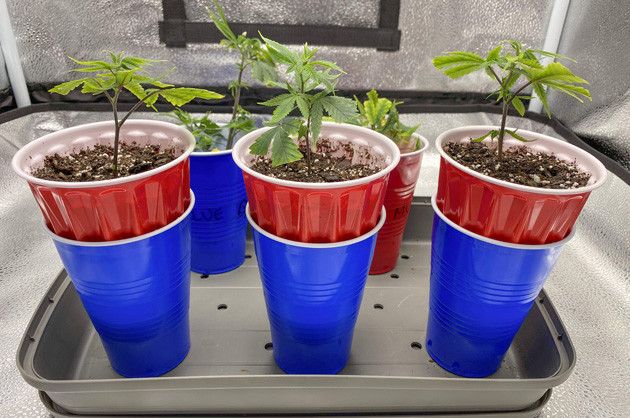 Питание для трио Blueberry Muffin