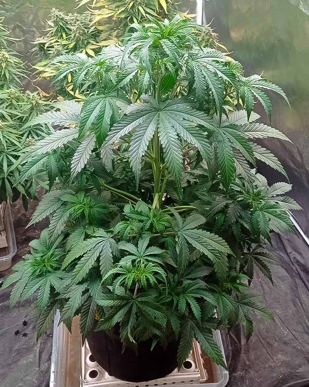Тренировка растения White Widow Auto