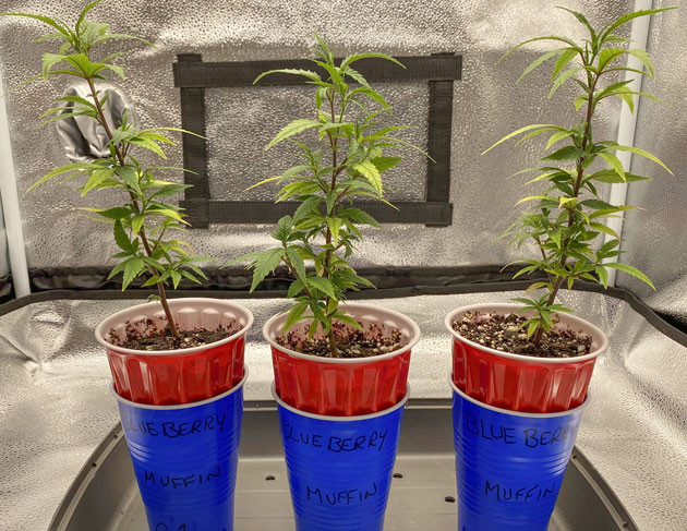 Новая стадия роста Blueberry Muffin