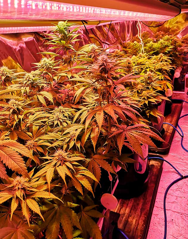 Формирование соцветий на кустах конопли