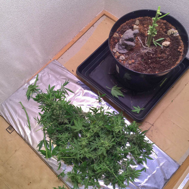 Итоги выращивания Blueberry Headband от Humboldt и восторг от результата