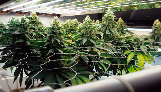 Что делать на стадии цветения Цветение марихуаны