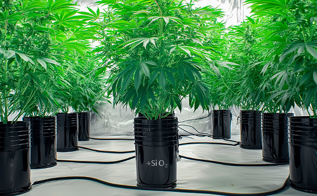 Выращивание каннабиса на гидропонике