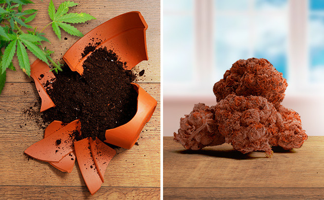 Коричневая конопля