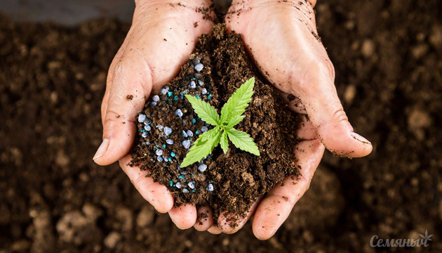 Органические удобрения для каннабиса против химии
