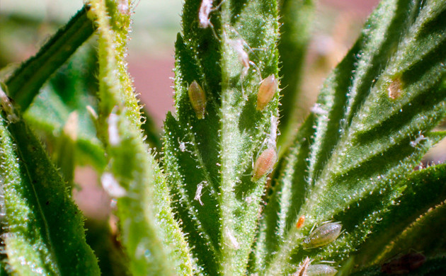 Тля на конопле Тля на листьях