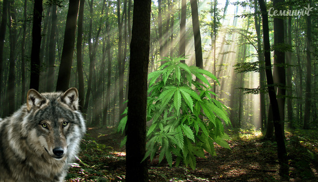 Выращивание конопли в лесу Конопля в диких условиях