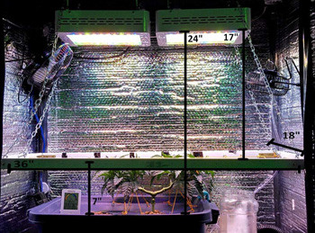 Марихуана Fruit Punch fem в гроуруме