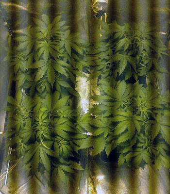 Black Jack Auto на 27 день выращивания