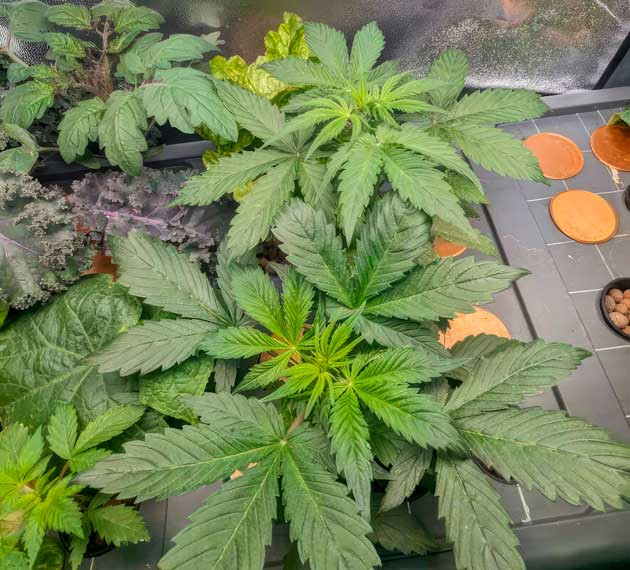 Конопля ростом 20 см