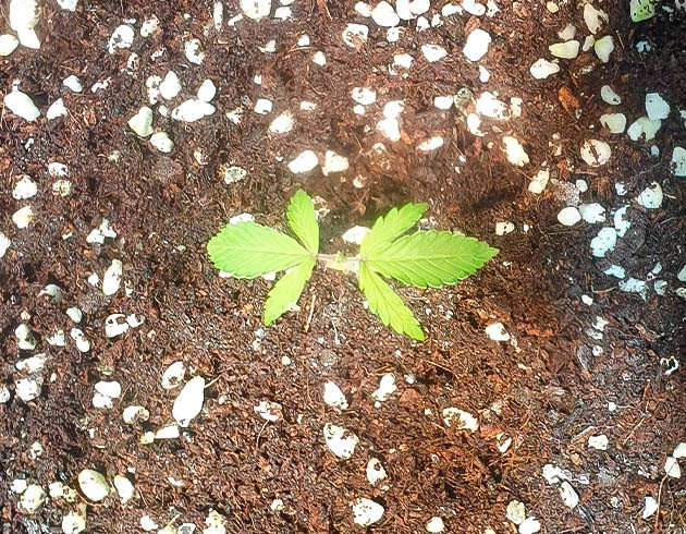 Гроурепорт сорта Zkittlez Auto Zkittlez Auto дневник по выращиванию