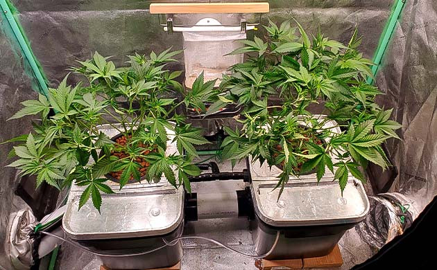 Выборочная дефолиация марихуаны Вегетация конопли