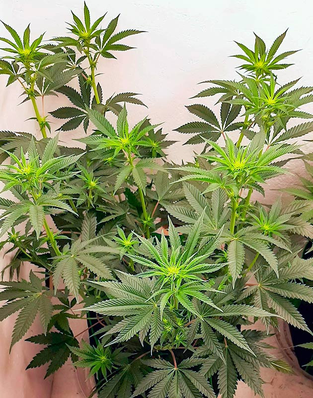 Куст Bruce Banner от Семяныч на стадии цветения