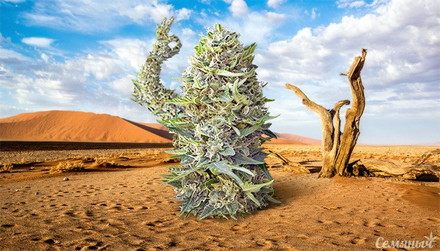 Неприхотливые автоцветы для открытого грунта