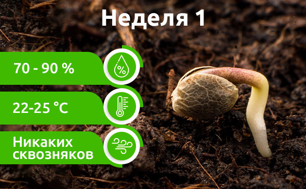 Прорастание на первой неделе Неделя 1: Прорастание автоцветов