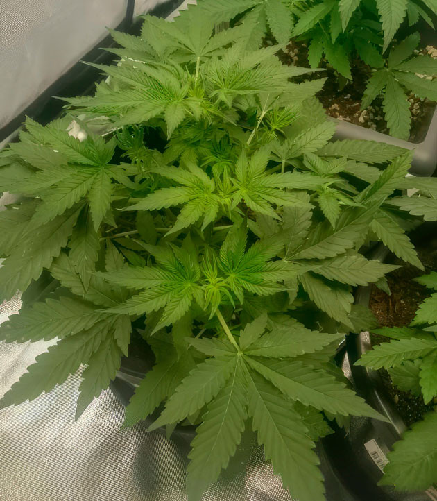Дефолиация марихуаны 5 неделя роста каннабиса