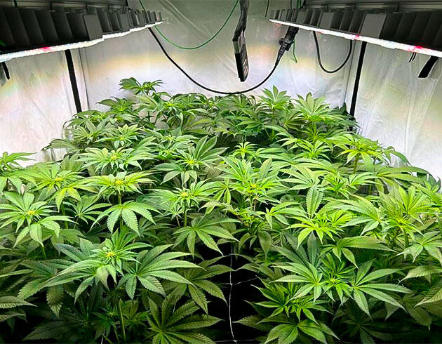 Кусты Persian Pie на фазе цветения