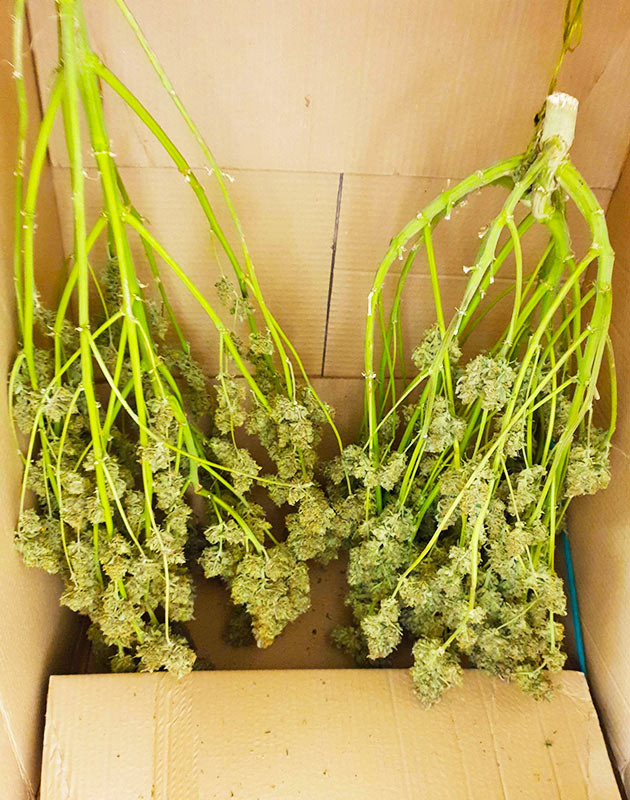 Сушка двух кустов в картонной коробке