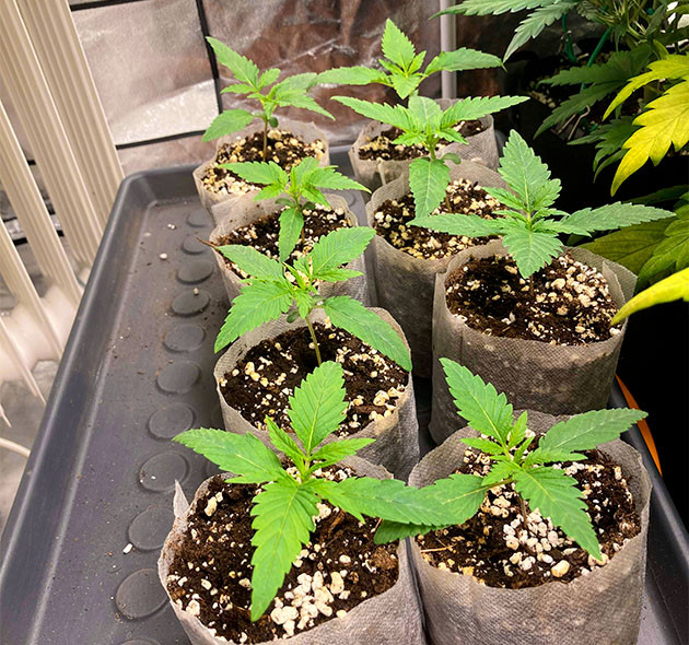 Наращивание этажей листьев