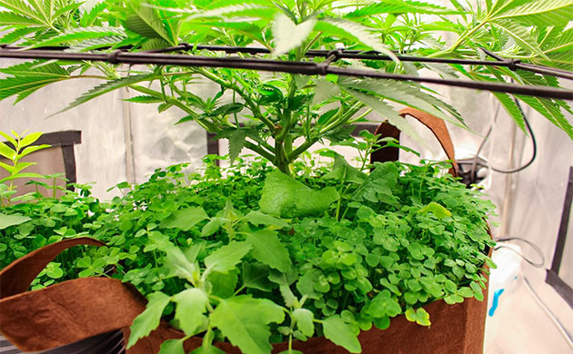 Перевод на цветение растения Sugar Bomb Punch