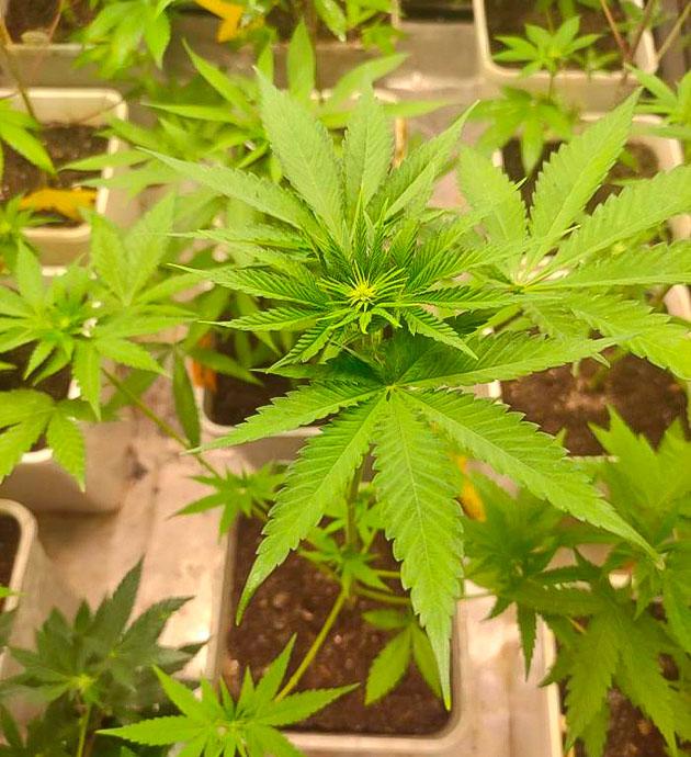 Начало цветения Кусты Blueberry Hill от Herbies Seeds на 4 неделе выращивания