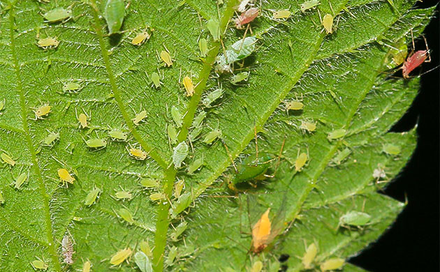 Вредители конопли: угроза урожаю Борьба с вредителями в выращивании конопли