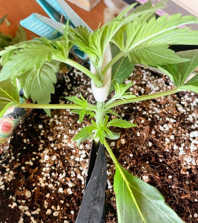 Росток Fullgas от GHS на 2 неделе