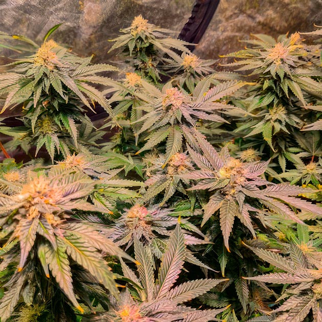 Финальный этап цветения Green Crack 2.0 Green Crack 2.0: приближение к харвесту