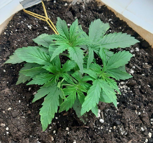 Настройка освещения для роста Световой режим для Critical Orange Punch Auto