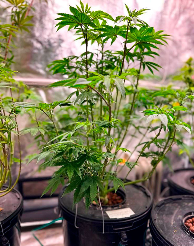 Перевод на цветение куста Roze Runtz Стимуляция цветения куста Roze Runtz