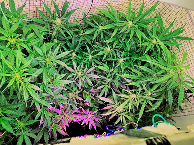 Дополнительная дефолиация листьев и подкормка компостным чаем 7 неделя выращивания сорта Runtz XL Auto