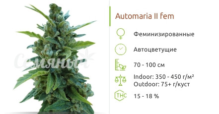 Сорт марихуаны Automaria II Automaria II от Paradise Seeds