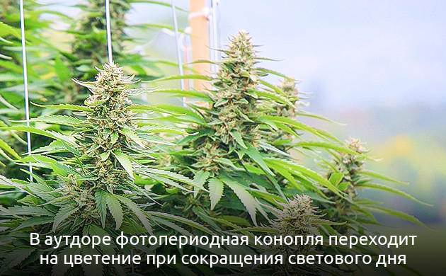 Марихуана: фотопериодные растения