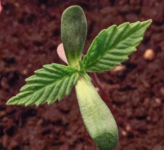 Росток Jealousy Kush fem от Seedkeepers на 1 неделе