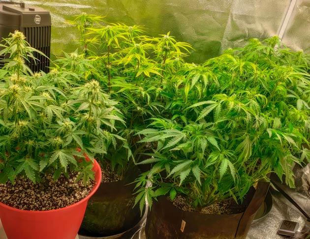 Кусты Northern Lights 10 of 10 от Seedkeepers на 7 неделе