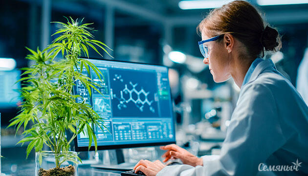 Компоненты марихуаны и их биохимическая ценность Основные биохимические компоненты конопли