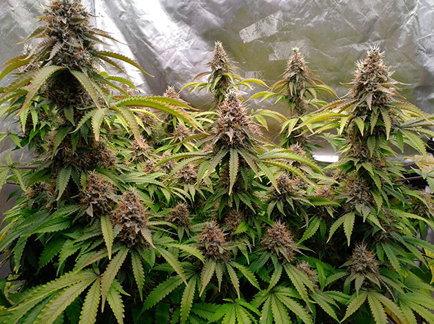 Лисьи хвосты на 16-й неделе рост марихуаны Blue Gelato 41 на 16-й неделе