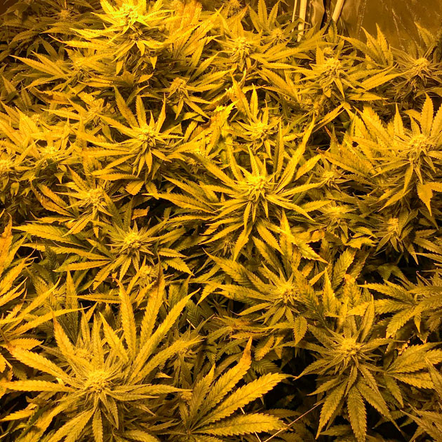 Световой ожог на листьях каннабиса