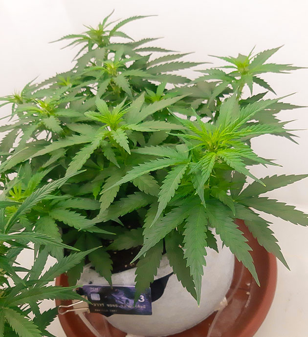 Трудные времена и уход за растением Gorilla Auto