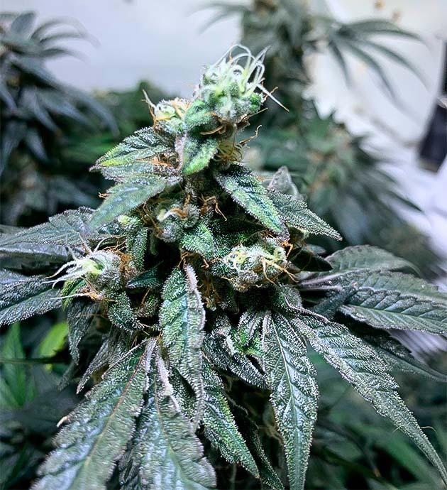 Зрелые смолистые шишки конопли перед сбором